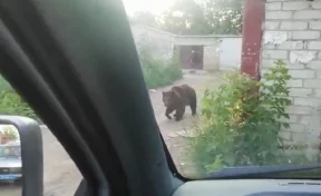 Сбежавшая цирковая медведица покусала двух мужчин в Саратовской области