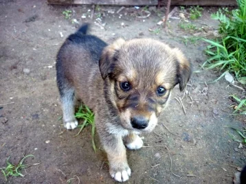 Фото: В Кемерове спасатели вызволили из беды щенка и нашли ему хозяина 1