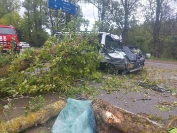 Фото: В Ленобласти автомобилист погиб из-за упавшего на дорогу дерева  1