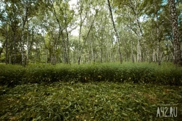 Фото: 81-летнего кузбассовца нашли в лесу обессилевшим и голодным 1