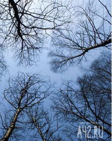 Кузбассовцев предупредили о штормовом ветре и резком похолодании