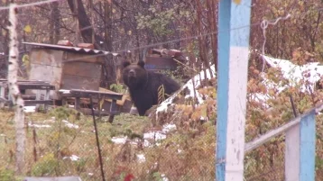 Фото: Власти разрешили отстрел двух опасных медведей в Кузбассе 1