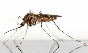 Фото: Живущая в России шведка пожаловалась на вылезающих из канализации комаров  1