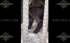 В Москве из мини-зоопарка изъяли львов, гепарда и медведей