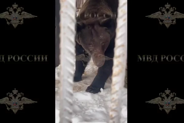 В Москве из мини-зоопарка изъяли львов, гепарда и медведей