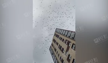 Фото: Кемеровчан удивила огромная стая птиц над домами 1