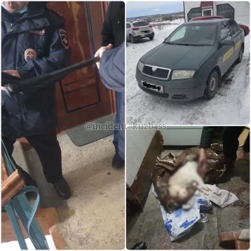 Фото: Кузбассовец во дворе многоквартирного дома выстрелил из винтовки в бездомную собаку  1
