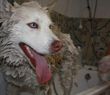 Фото: Год мокрых носиков: где купить собаку и что с ней делать  12