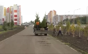 На проспекте Комсомольском в Кемерове высадили саженцы ели