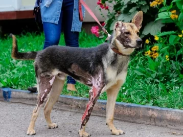 Фото: В Кузбассе ищут дом щенку, которого облил бензином и поджёг хозяин 1