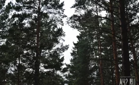 Очевидцы: в Шерегеше вырубают деревья под новую горнолыжную трассу