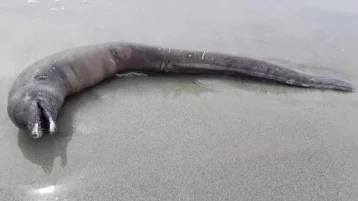 Фото: Загадочное змееобразное существо без глаз обнаружено на мексиканском пляже 1