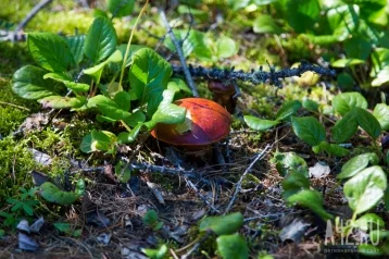 Фото: Кузбассовцы нелегально «сходили за грибами» 1