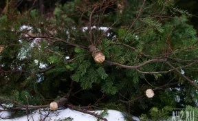 Чёрные лесорубы в погоне за новогодними ёлками нанесли ущерб почти в полмиллиона рублей в Кузбассе