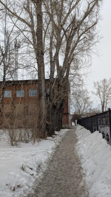 Фото: В Кемерове 8 авариных тополей рядом с техникумом спилили по решению суда 1
