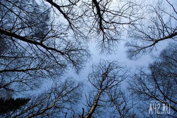 Кузбассовцев предупредили о штормовом ветре и резком похолодании