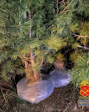 В Кузбассе из охраняемой зоны украли 19 кедров