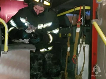 Фото:  Во Владивостоке пожарные реанимировали кота, который надышался гарью  1