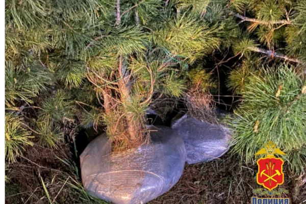 В Кузбассе из охраняемой зоны украли 19 кедров