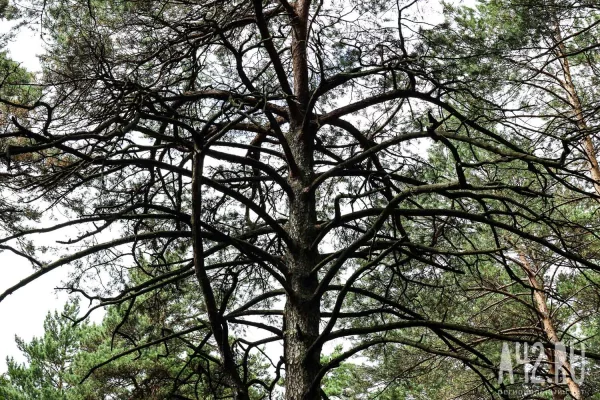 В Кемерове прокуратура нашла нарушения в санитарных рубках в Рудничном бору