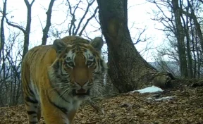 В Приморье застрелили амурского тигра. Тушу животного нашёл высокопоставленный охотник