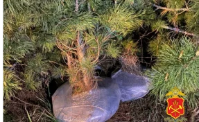 В Кузбассе из охраняемой зоны украли 19 кедров