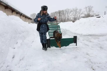 Фото: Четыре щенка немецкой овчарки уехали из Кузбасса искать преступников в Хакасии 1