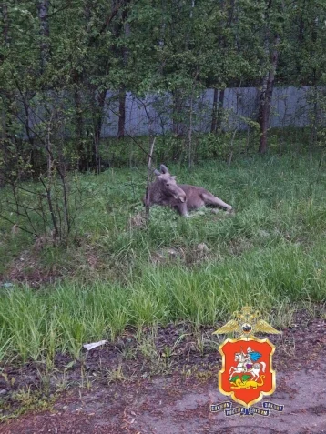 Фото: Правоохранительные органы начали проверку после ДТП с лосем в Подмосковье 1