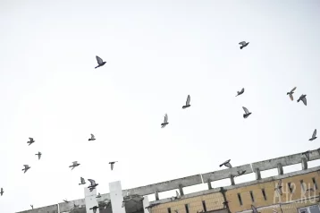 Фото: В Финляндии крыша ТЦ обвалилась из-за голубиного помёта  1