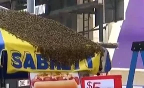 Рой пчёл атаковал палатку с хот-догами на Таймс-сквер — площадь перекрыли