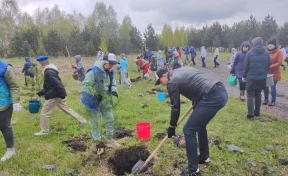 В Кузбассе высадят миллион деревьев в рамках международной акции