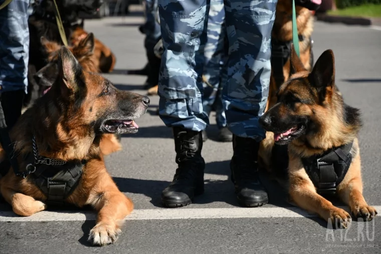Фото: Вся полицейская рать: в Кемерове состоялся гарнизонный развод 25