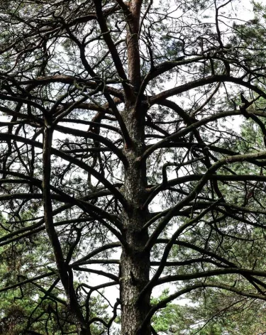 В Кемерове прокуратура нашла нарушения в санитарных рубках в Рудничном бору