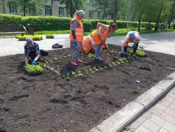 Фото: В Кемерове началась высадка цветов на клумбы 5