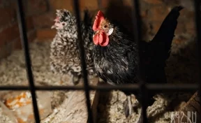 В Японии во время пожара на птицефабрике погибли около 150 тысяч кур 