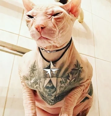 Фото: На Урале пропал татуированный лысый кот 1