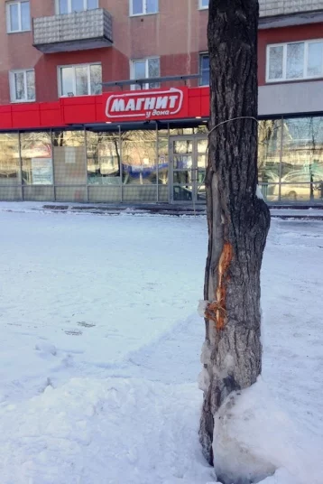 Фото: Повредили деревья: кемеровчане возмущены уборкой снега на проспекте Ленина 3