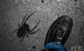 Кемеровчане напуганы полчищами больших пауков в центре города