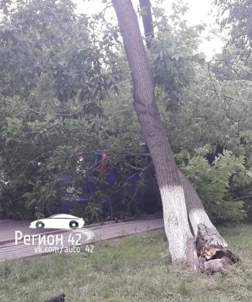 Фото: В центре Кемерова на иномарку упало дерево 3