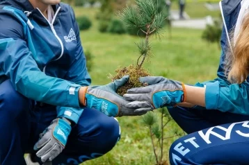 Фото: 6,5 миллиона деревьев высадят в Кузбассе в 2020 году 1