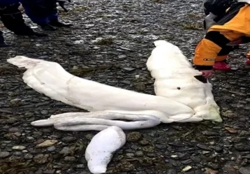 Фото: На Аляске найдены останки неизвестного науке морского существа 1