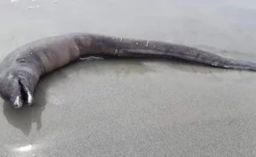 Загадочное змееобразное существо без глаз обнаружено на мексиканском пляже