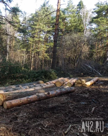 Предприниматель заплатит 951 000 рублей за незаконную рубку леса в Кузбассе