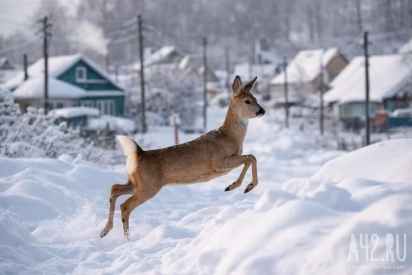 Очевидцы: в Новокузнецке стая собак задрала косулю