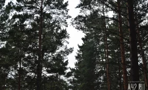 Кузбассовец ушёл в лес на лыжах и пропал