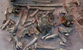 Семья в Бурятии обнаружила под полом своего дома 57 человеческих костей