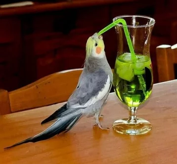 Фото: В США пьяные птицы пугают людей 1