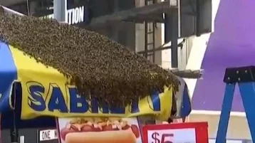 Фото: Рой пчёл атаковал палатку с хот-догами на Таймс-сквер — площадь перекрыли 1