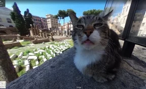 Кот «испортил» панораму Рима в Google-картах