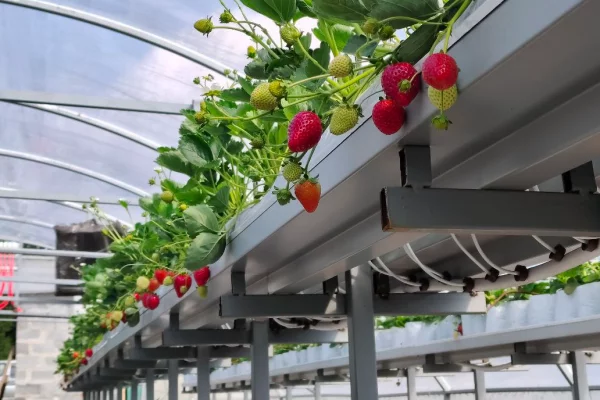 Кузбасский фермер рассказал о планах выращивать до 2 тонн клубники в год